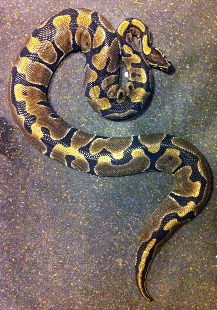 Normal Ball, Male