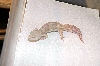 RA080803M