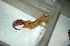 Amel Tremper