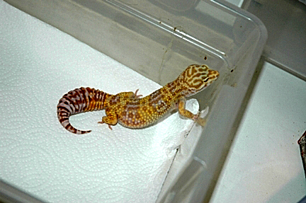 Amel Tremper