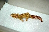 Amel Tremper Male