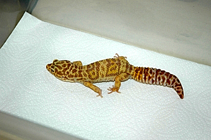Amel Tremper Male