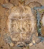 1c
