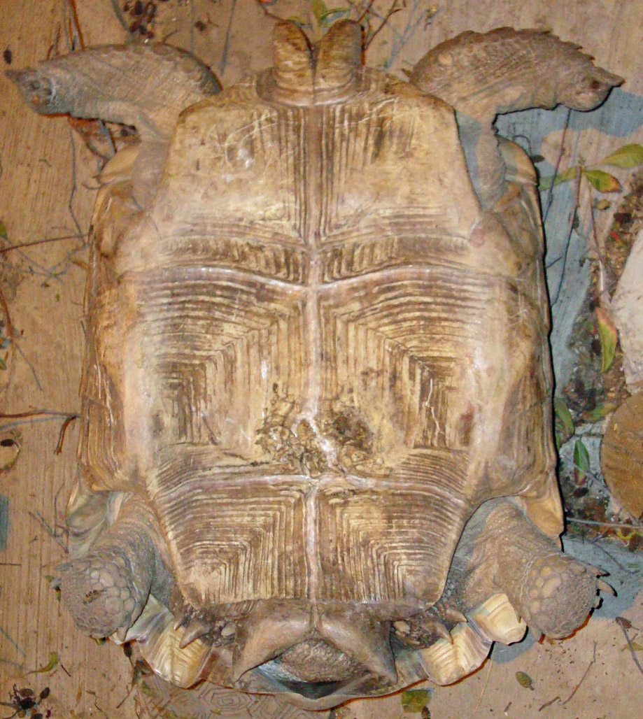 1c