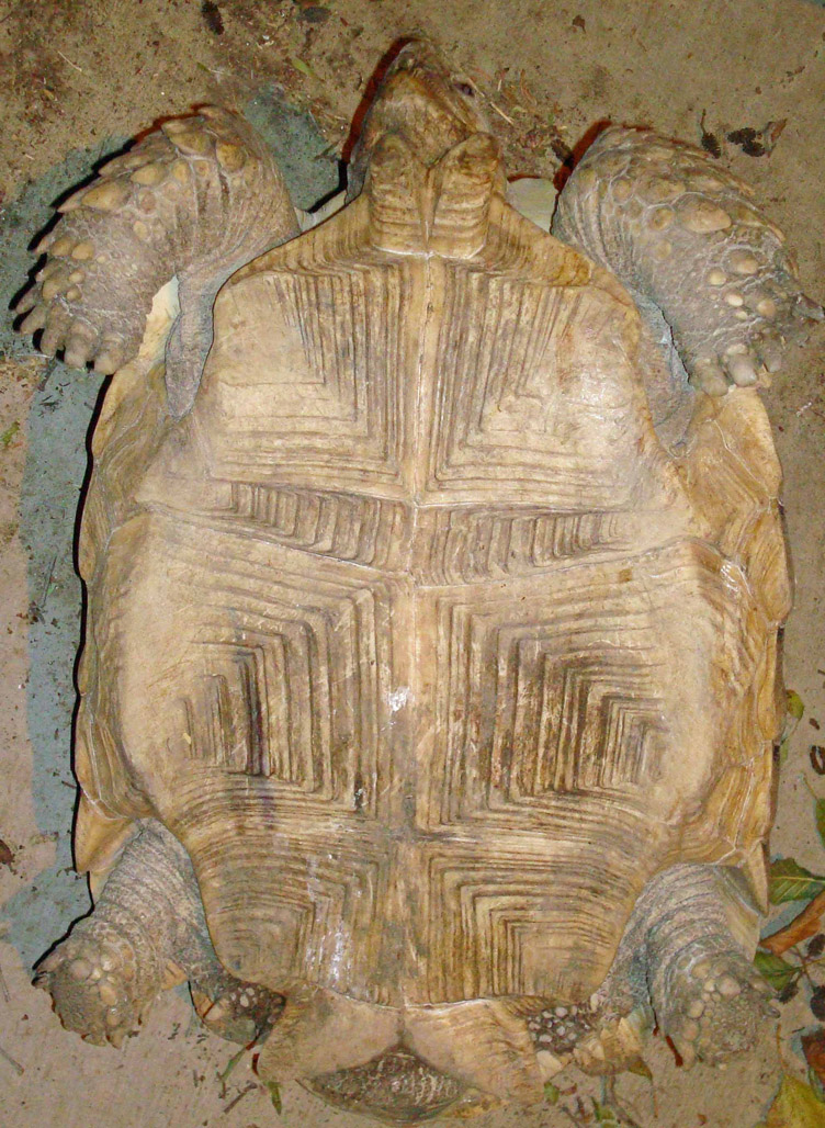 3c