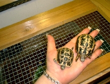 Pyxis. a. arachnoides hatchlings (left) Lea11/2002   (right) Pixel  11/2001