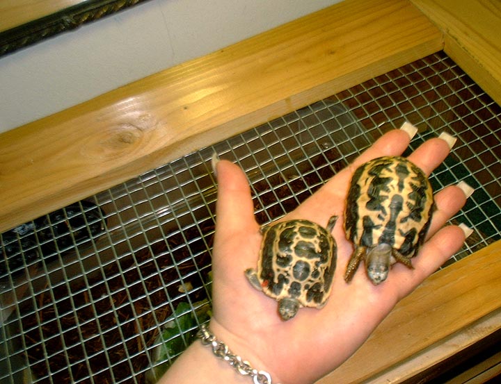 Pyxis. a. arachnoides hatchlings (left) Lea11/2002   (right) Pixel  11/2001