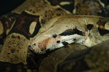 Female BCI Rescue "Bertha"
