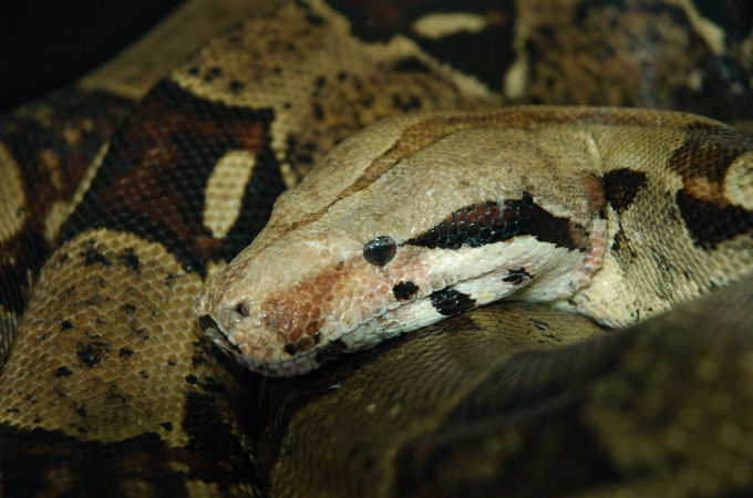 Female BCI Rescue "Bertha"