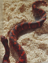 Hi Red Hognose