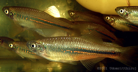 Devario sp