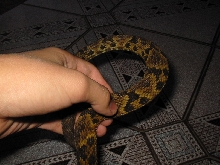 Bothrops Jararaca