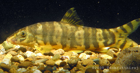 Botia sp