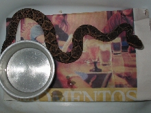 Bothrops Jararacussu