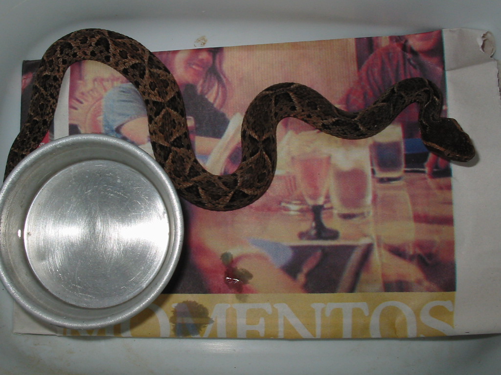 Bothrops Jararacussu