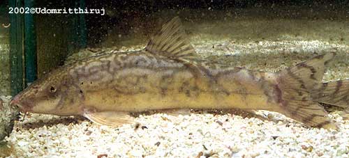 7 inch male