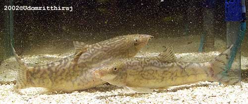 7 inch pair 2