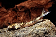 Akysis sp