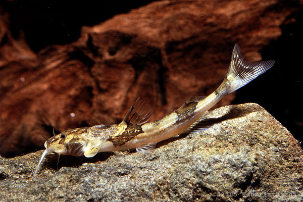 Akysis sp