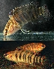 Badis kyar