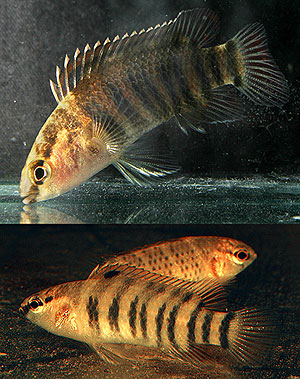 Badis kyar