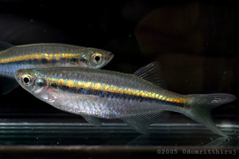 Chela sp.