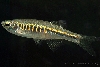 Devario shanensis