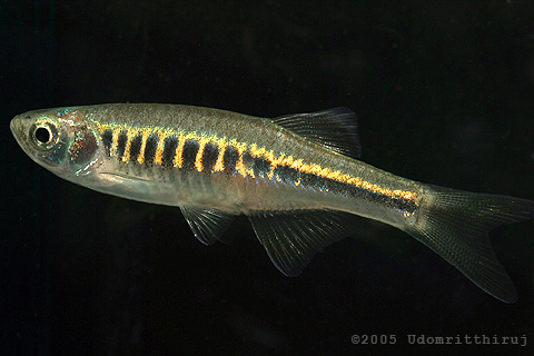 Devario shanensis