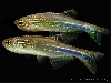 Danio hikari blue