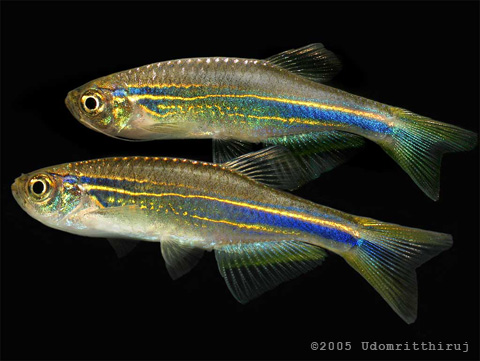 Danio hikari blue