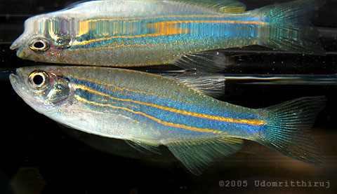 Danio kerri