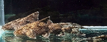 hara2