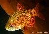 Mandalay Puntius sp.