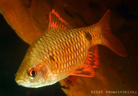 Mandalay Puntius sp.