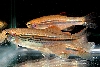 IND0078