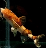 Caelatoglanis zonatus