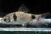 Puntius tientien