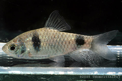 Puntius tientien