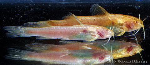 maculipinnis