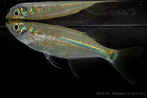 Chela siamensis