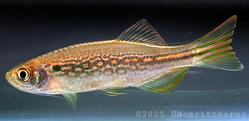 Danio dangila