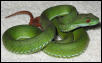 VN viper