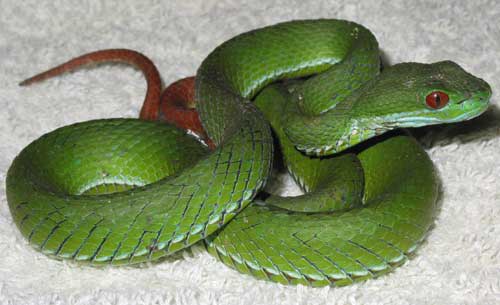 VN viper