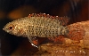 Badis corycaeus