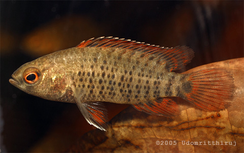Badis corycaeus