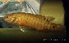 Badis pyema