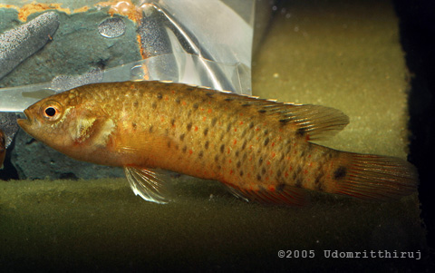 Badis pyema