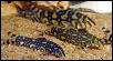 Botia spp.