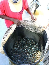 collecting1