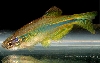Danio hikari yellow